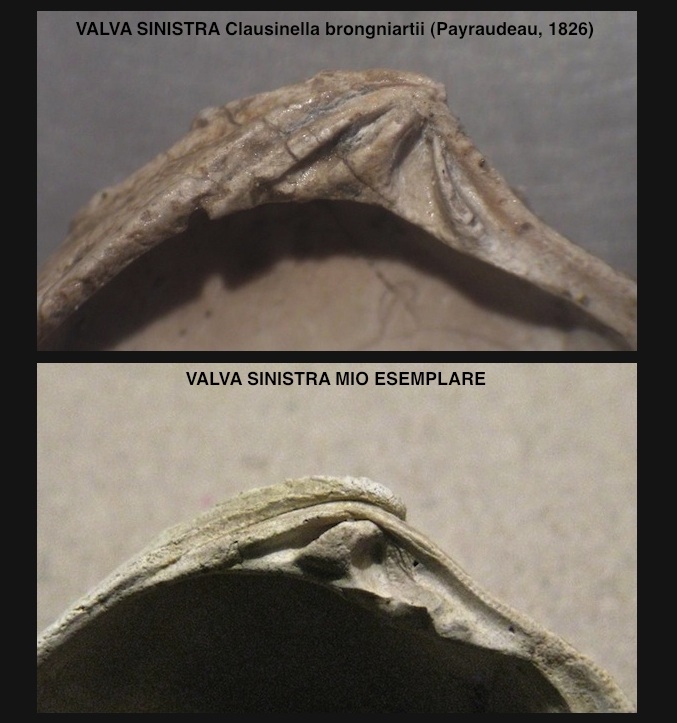 Bivalve pliocenico 02
